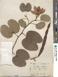 Bauhinia variegata image