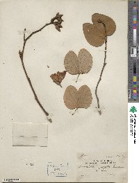 Bauhinia variegata image