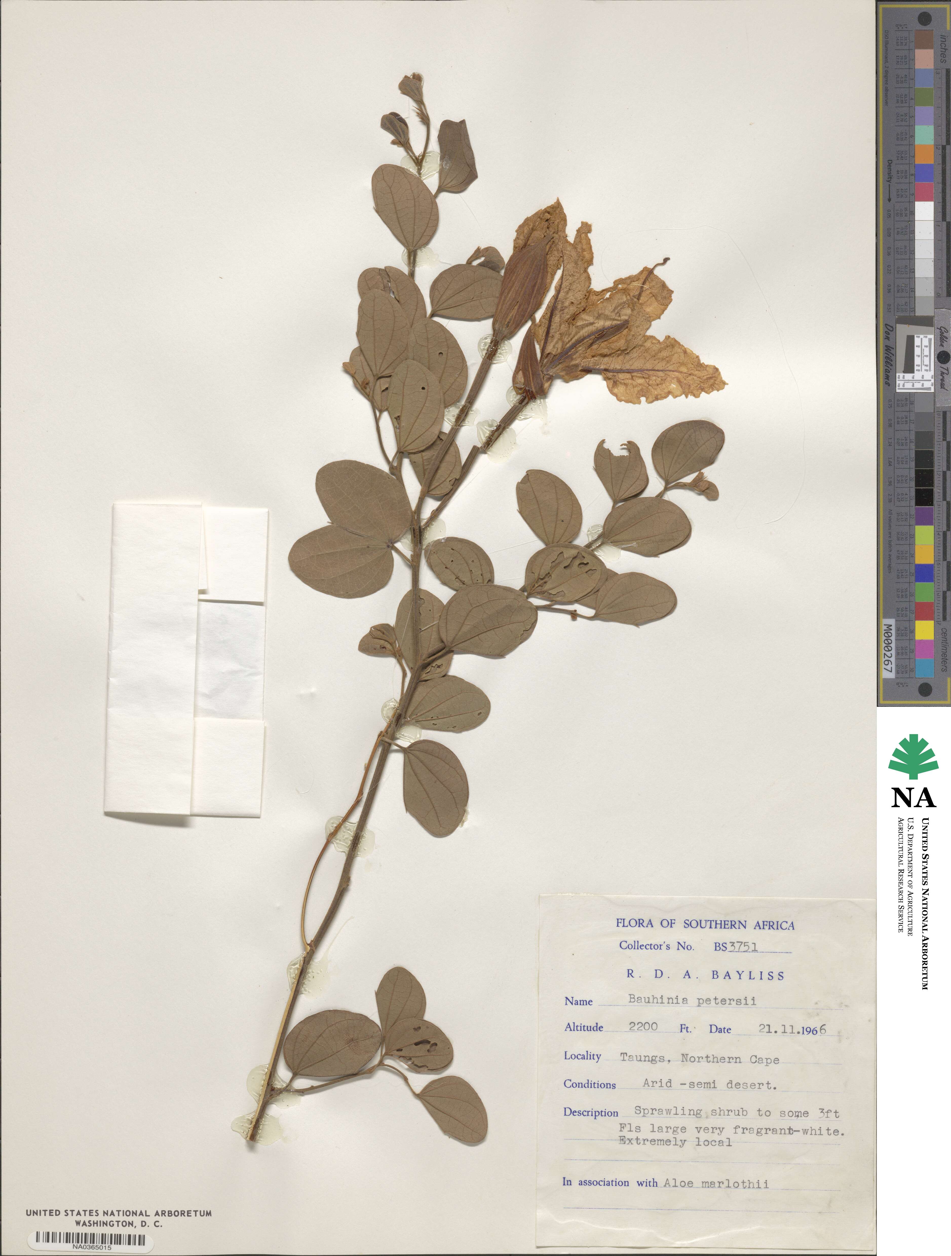 Bauhinia petersiana image
