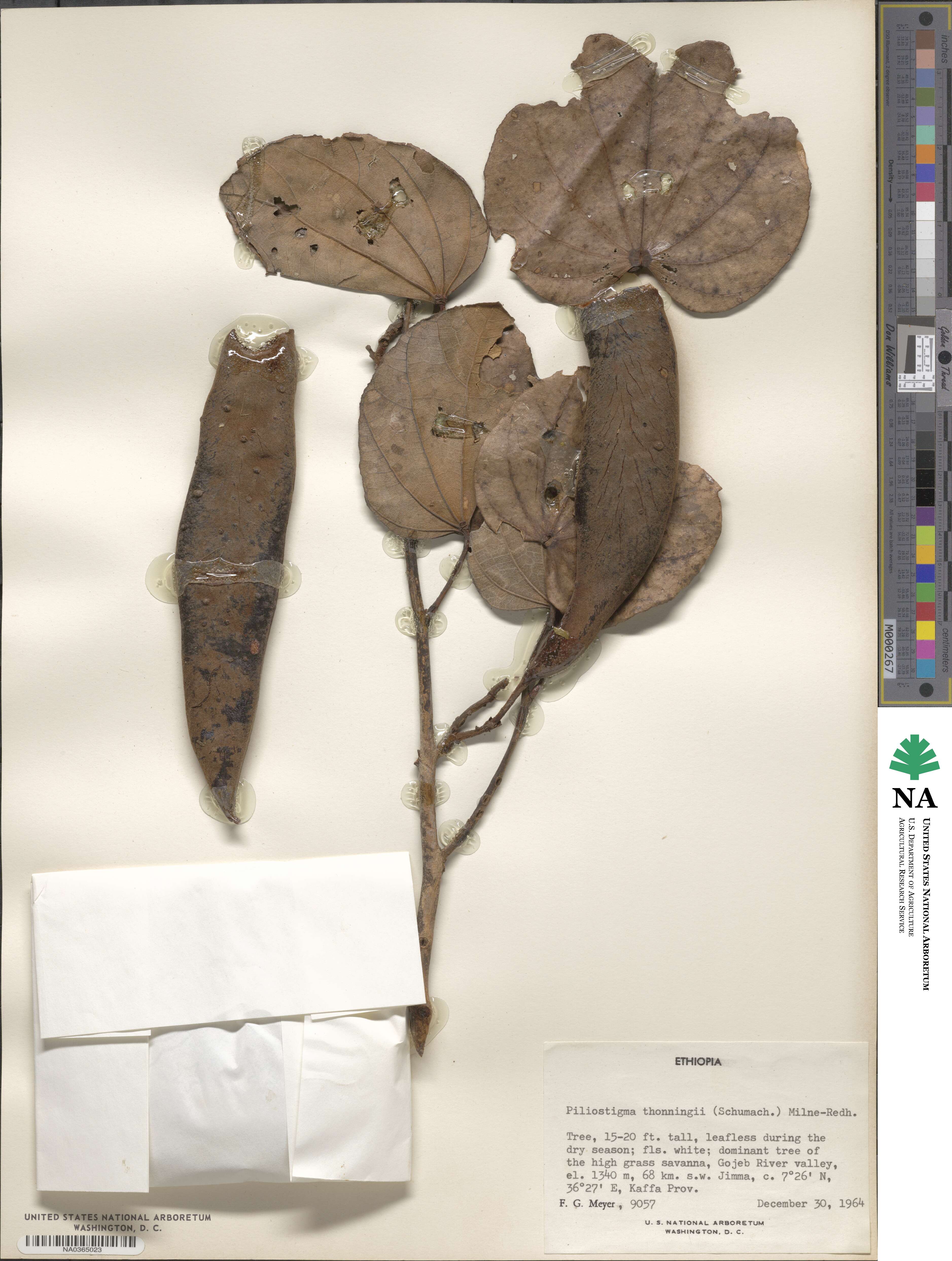 Piliostigma thonningii image