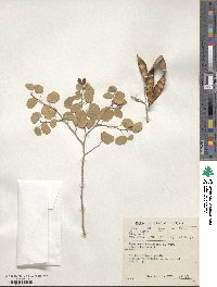 Bauhinia tomentosa image