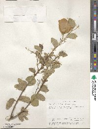 Bauhinia tomentosa image