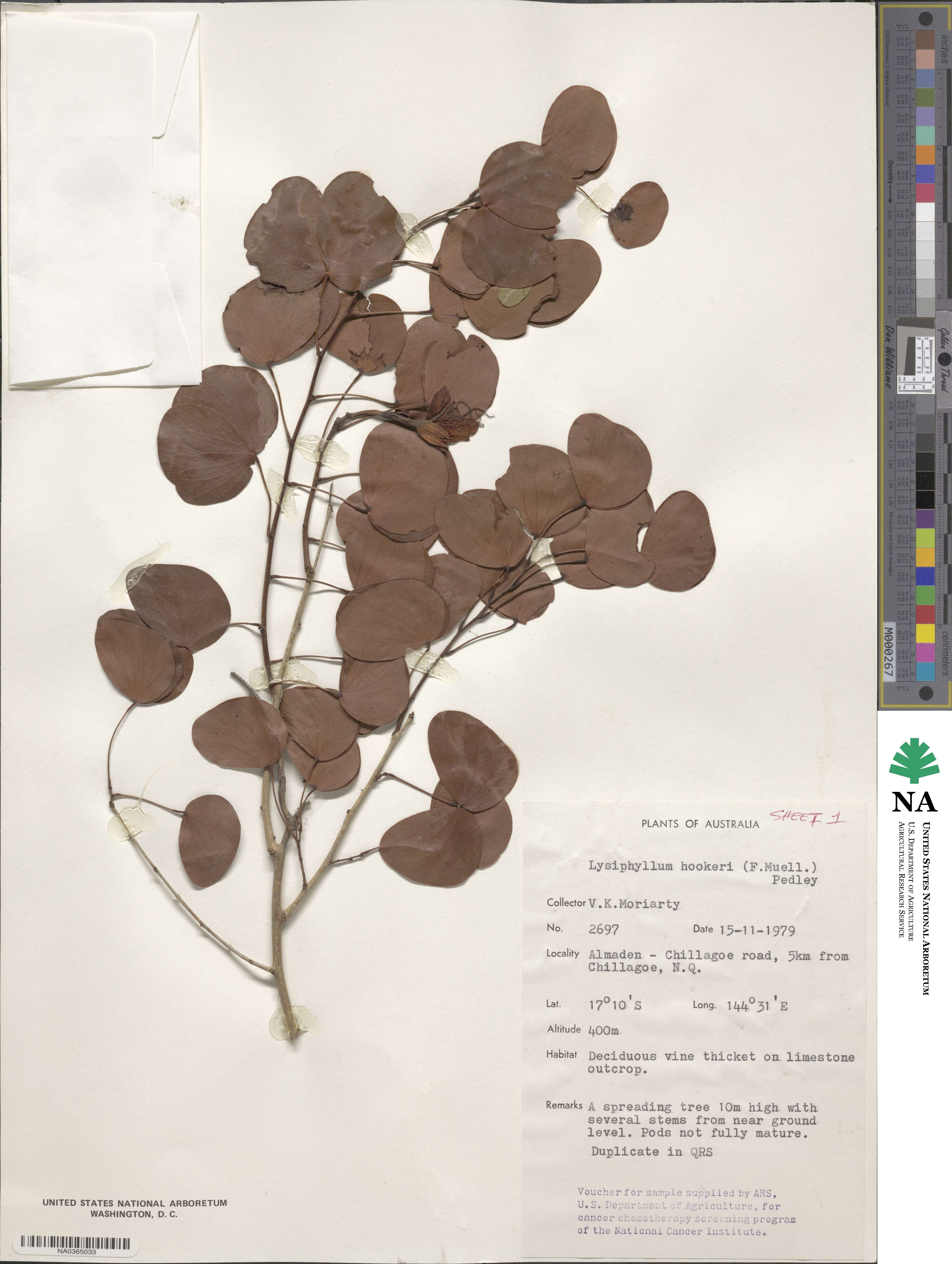 Lysiphyllum hookeri image
