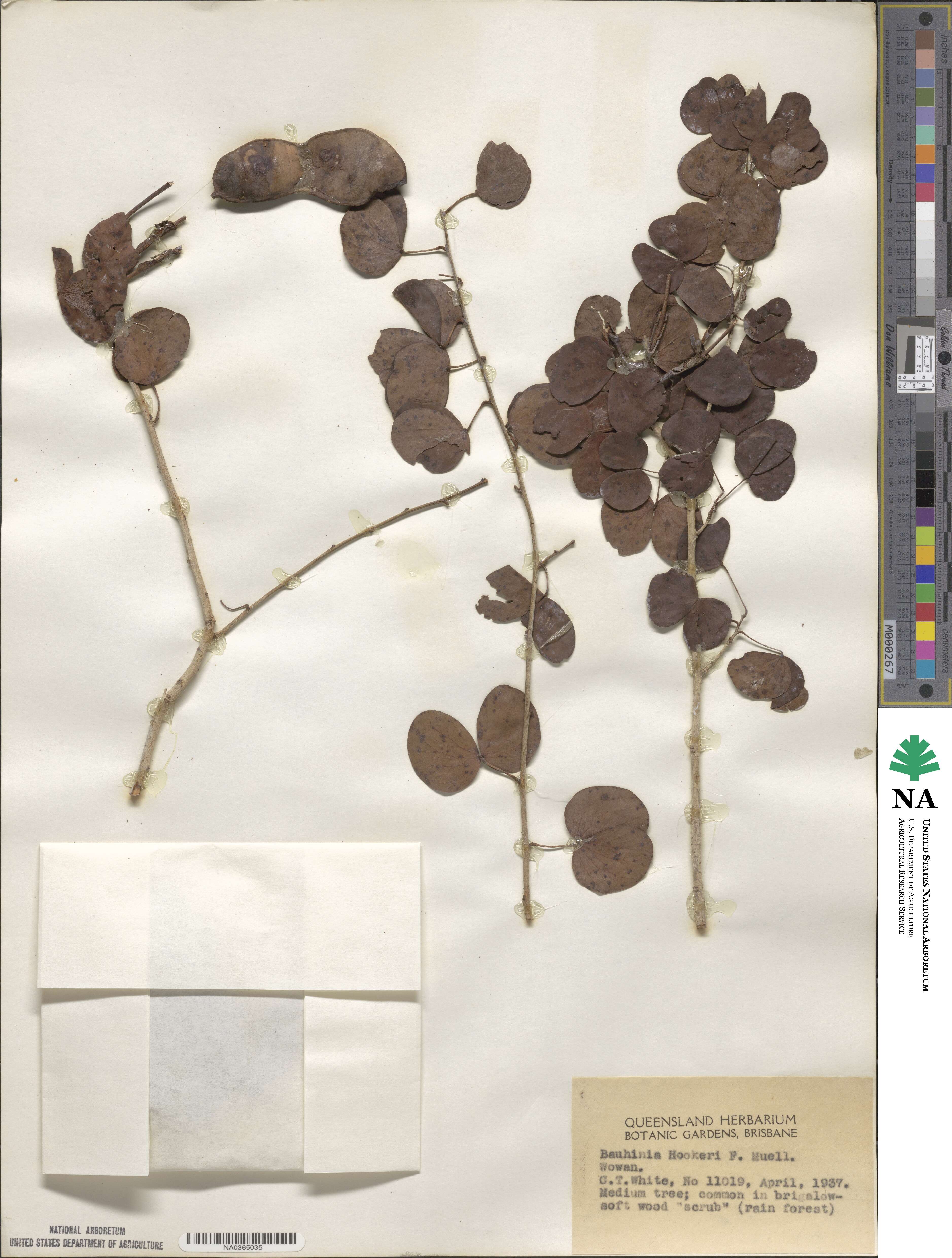Lysiphyllum hookeri image