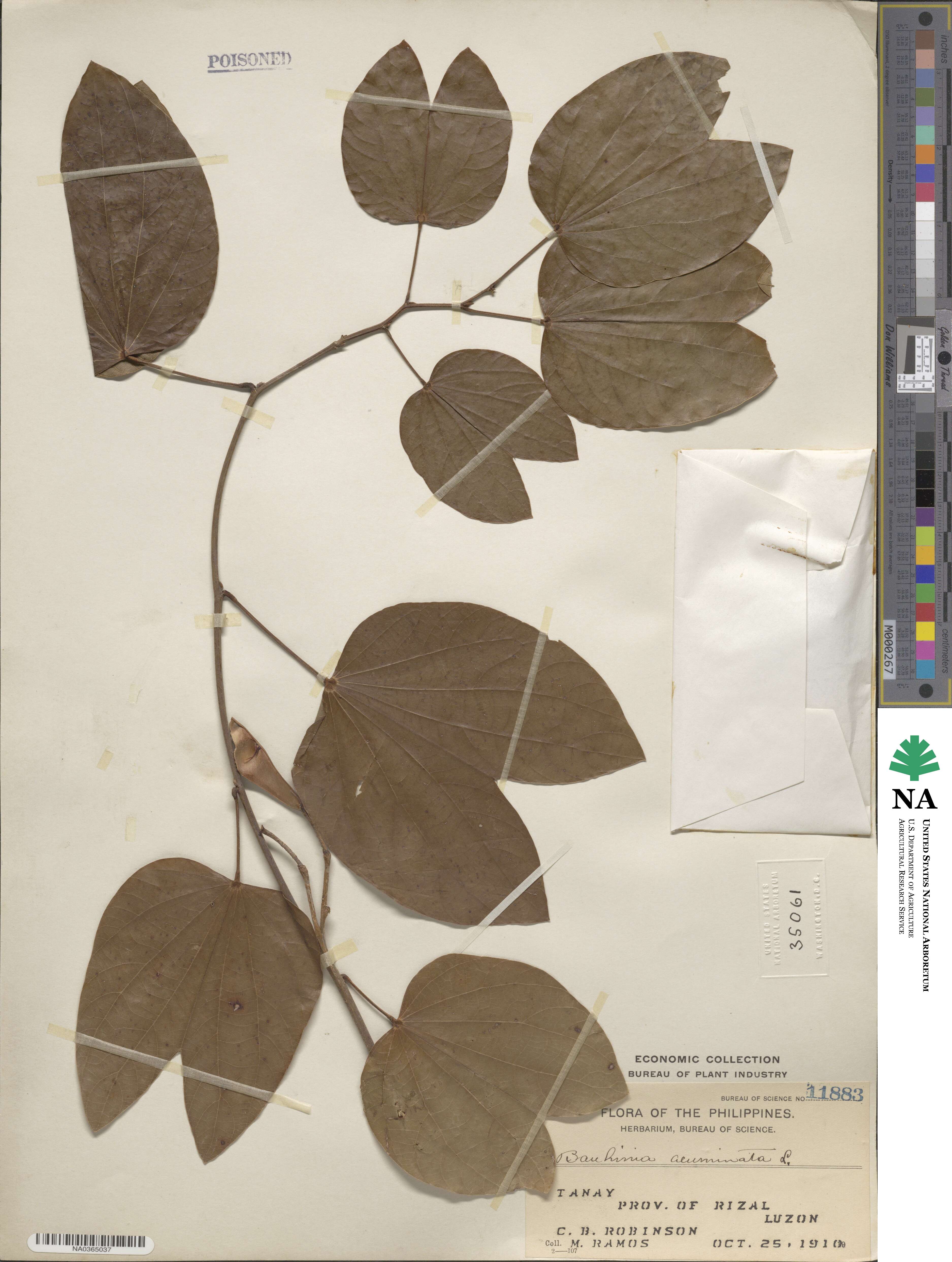 Bauhinia acuminata image