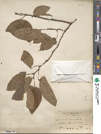 Bauhinia acuminata image