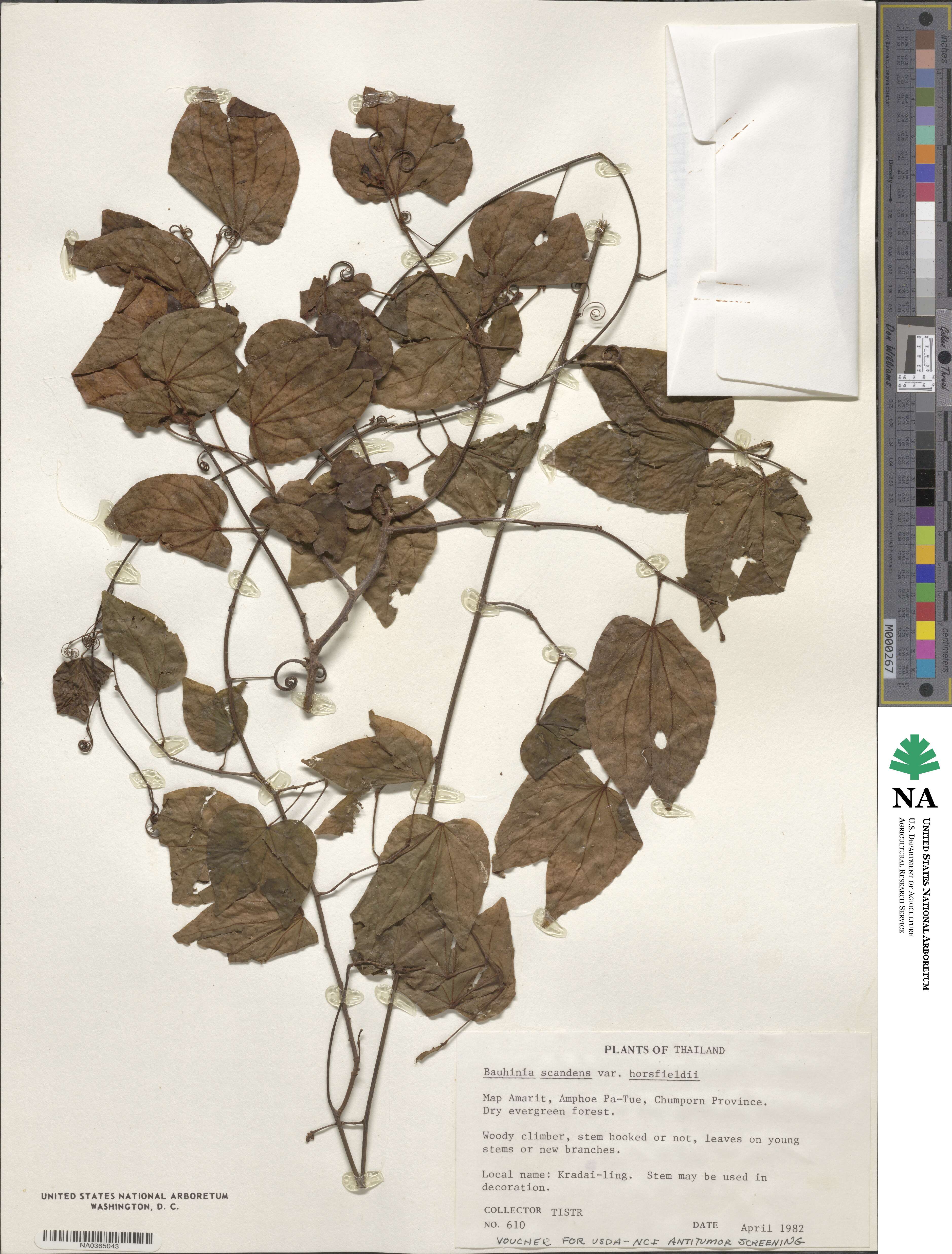 Phanera scandens image