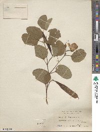 Bauhinia tomentosa image