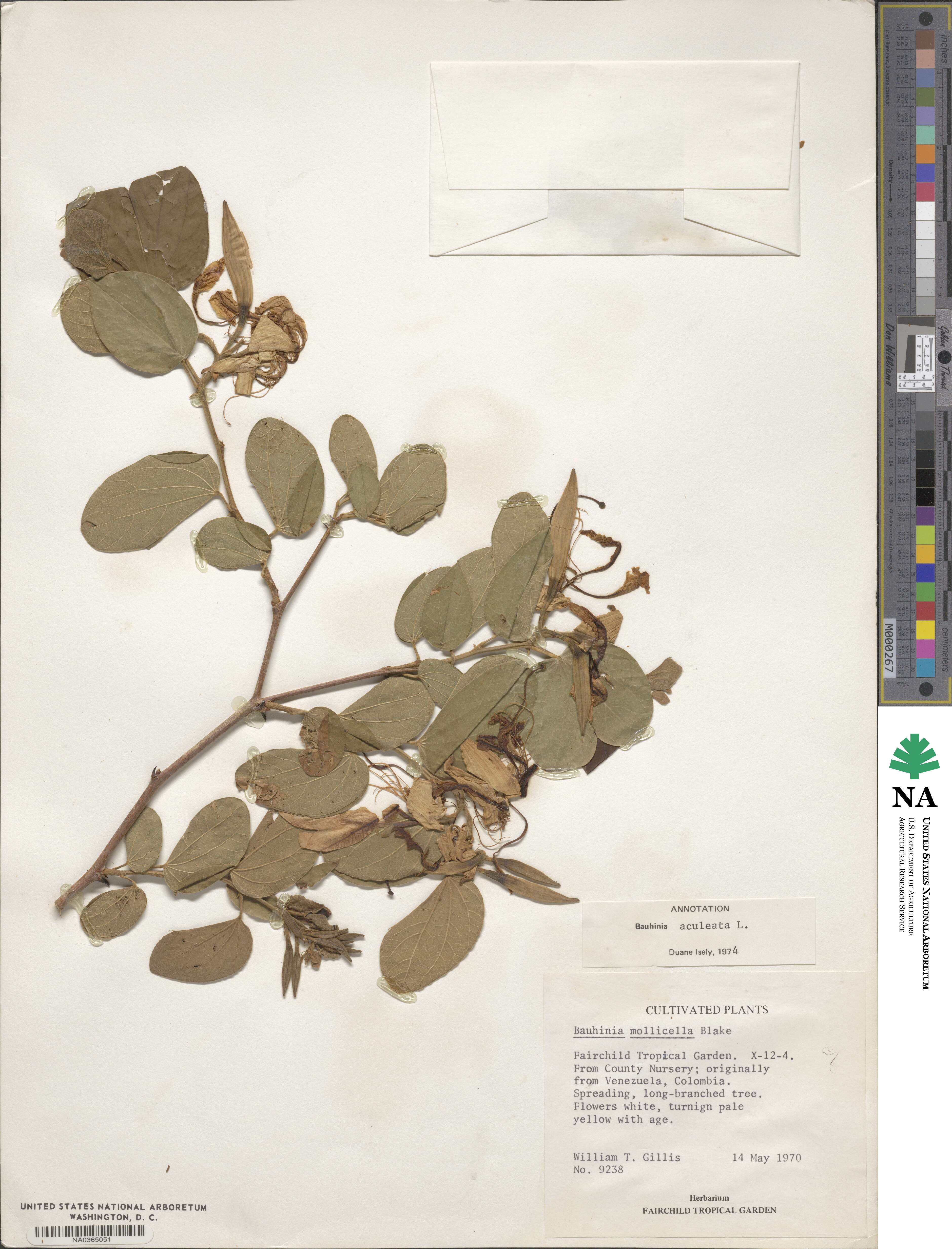 Bauhinia aculeata image