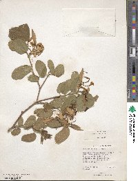 Bauhinia aculeata image