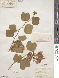 Bauhinia aculeata image