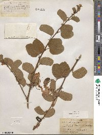 Bauhinia aculeata image