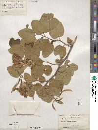 Bauhinia aculeata image