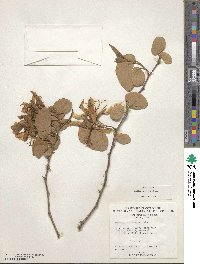 Bauhinia aculeata image