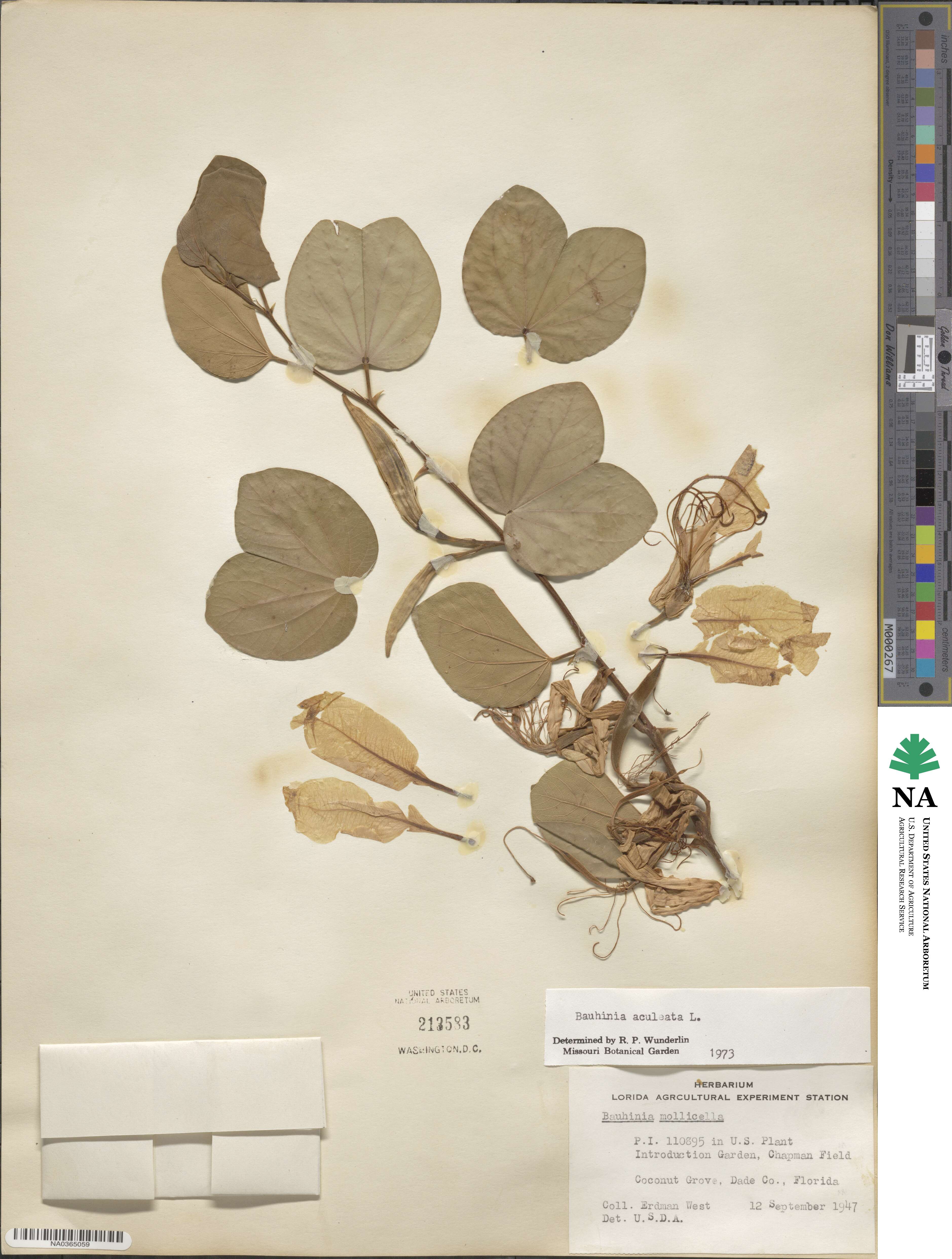 Bauhinia aculeata image