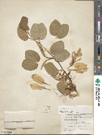 Bauhinia aculeata image