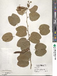 Bauhinia aculeata image