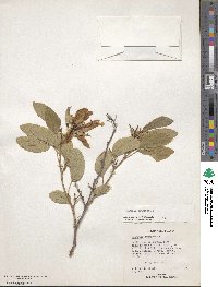 Bauhinia acuminata image