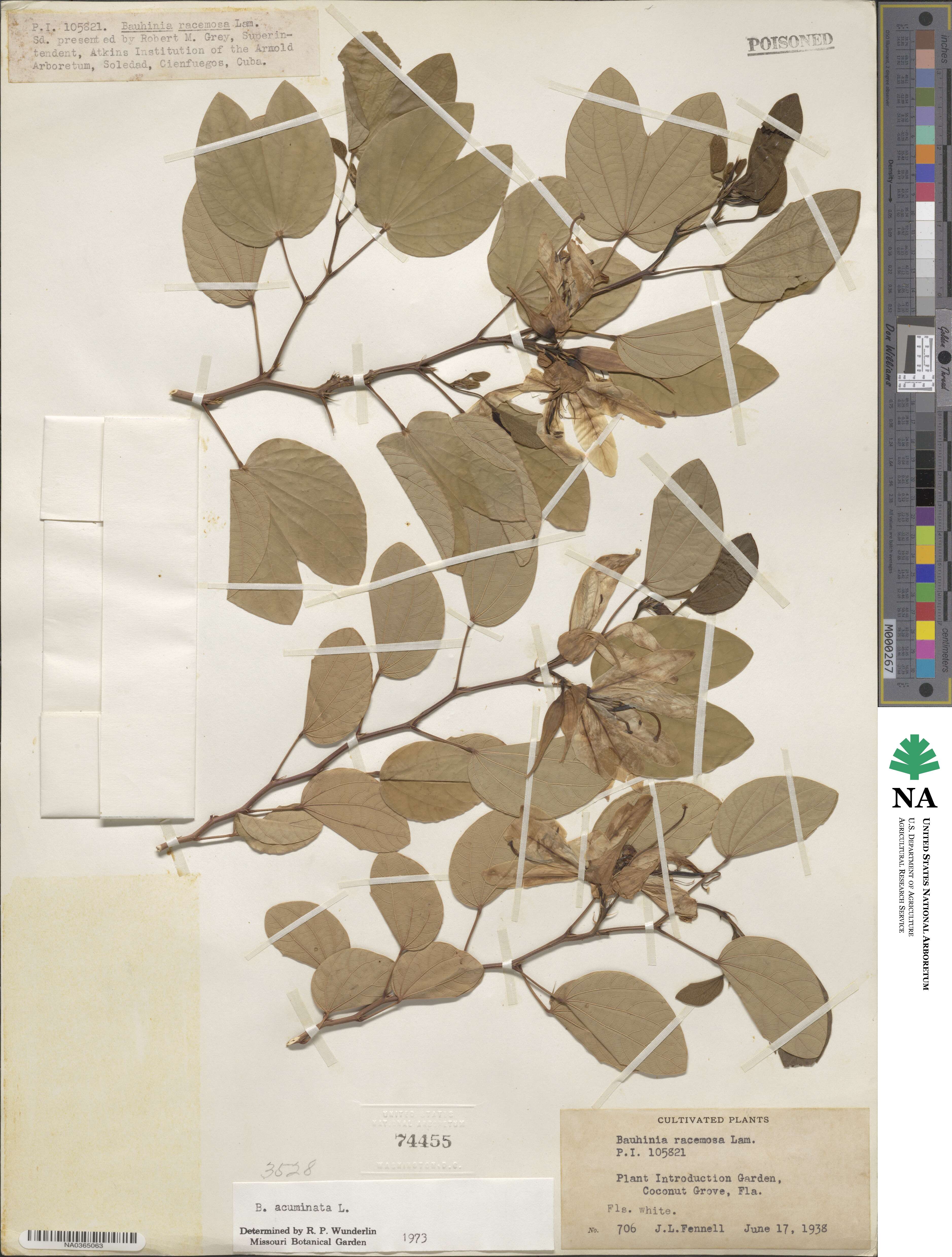 Bauhinia acuminata image