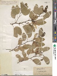 Bauhinia acuminata image