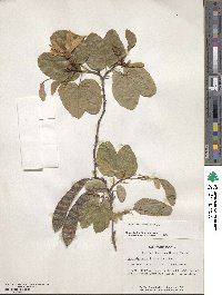 Bauhinia acuminata image