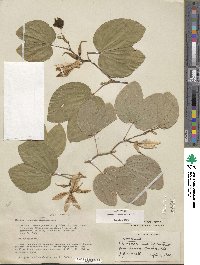 Bauhinia acuminata image