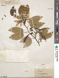 Bauhinia acuminata image