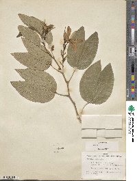 Bauhinia acuminata image