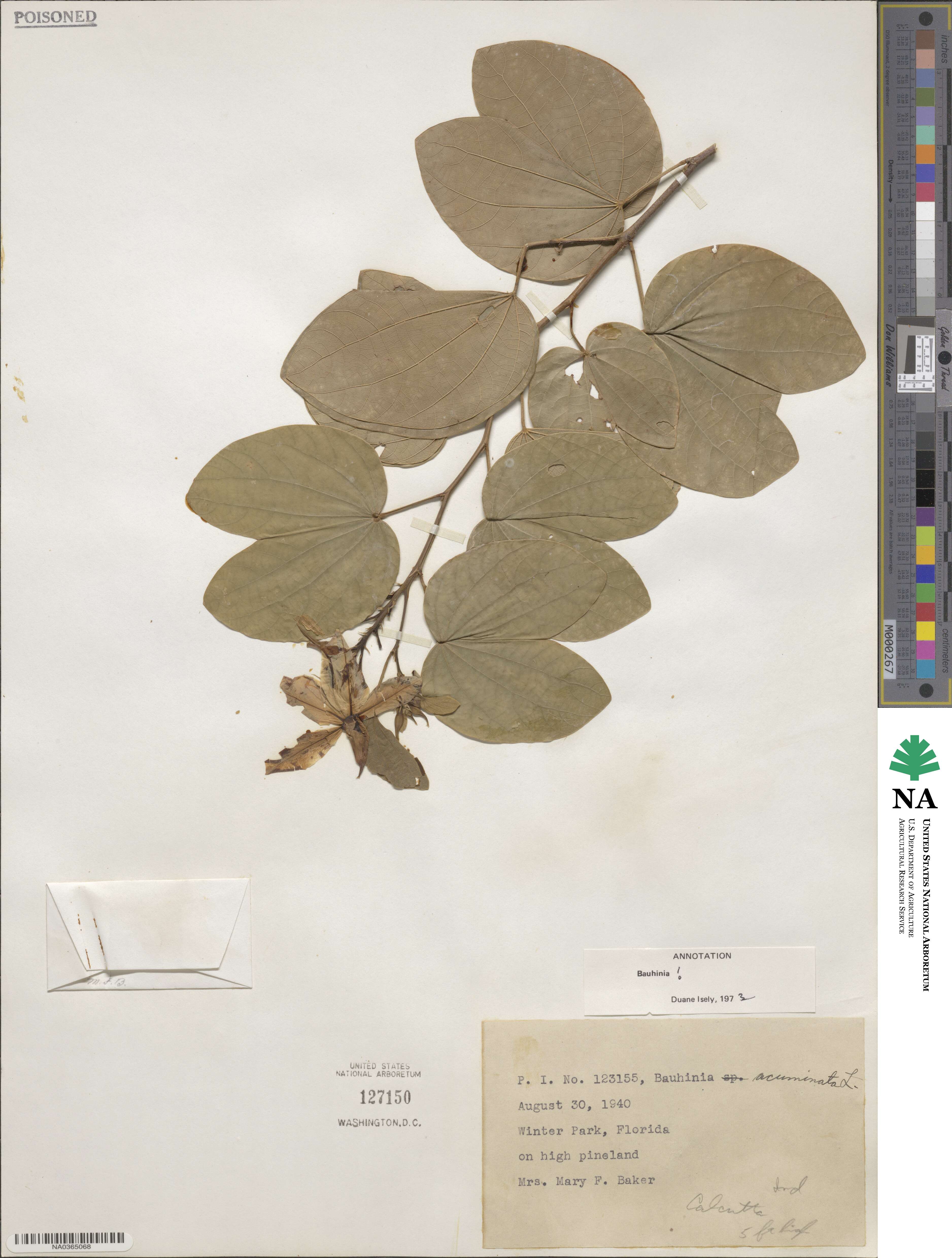 Bauhinia acuminata image