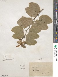 Bauhinia acuminata image