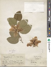 Bauhinia acuminata image