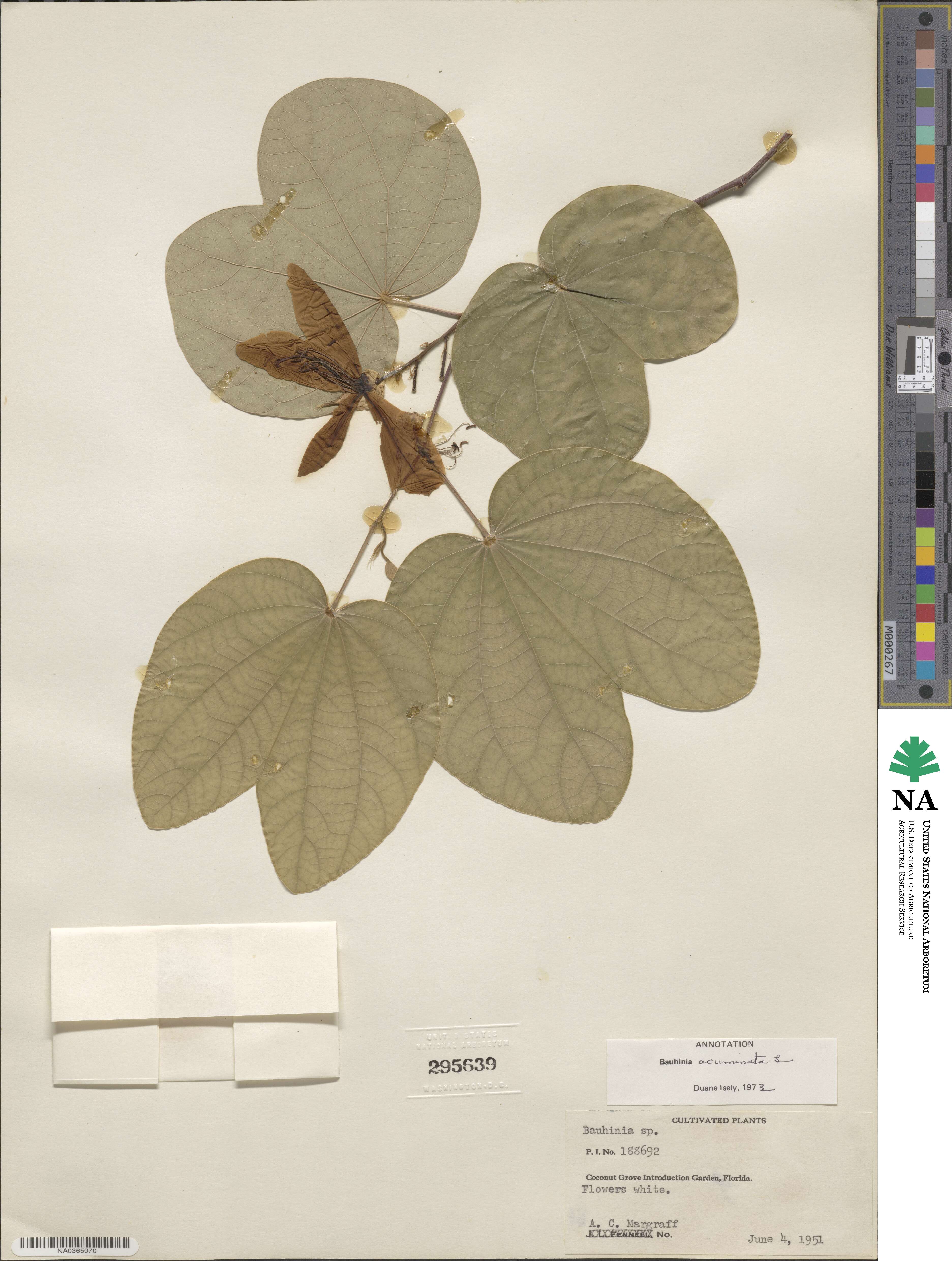 Bauhinia acuminata image