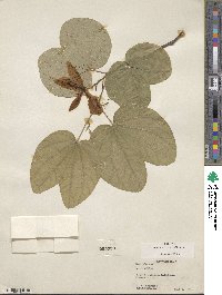 Bauhinia acuminata image