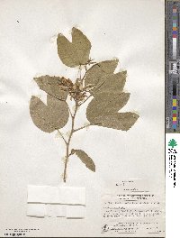 Bauhinia acuminata image