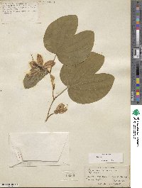 Bauhinia acuminata image