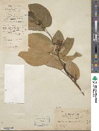 Bauhinia acuminata image