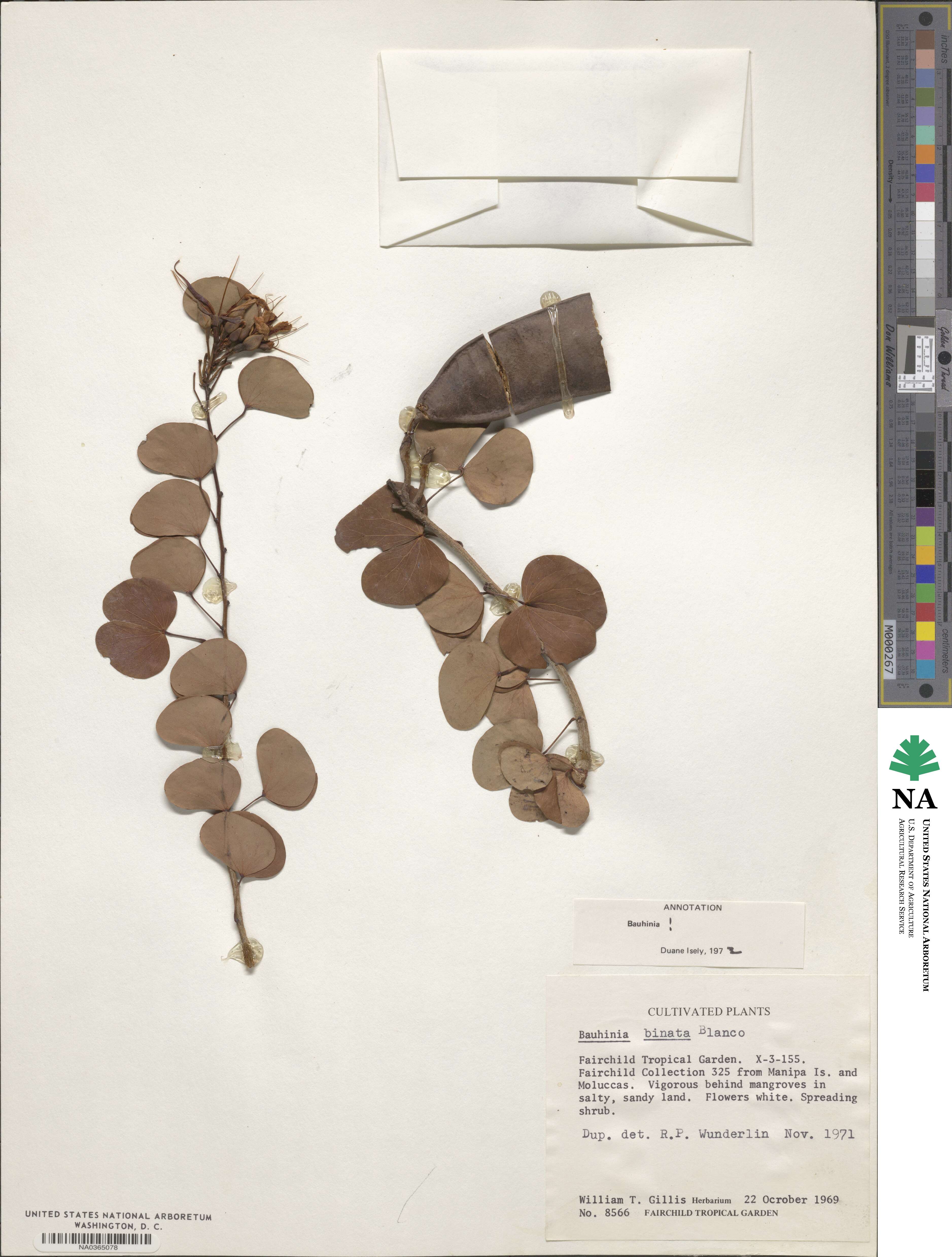 Bauhinia binata image
