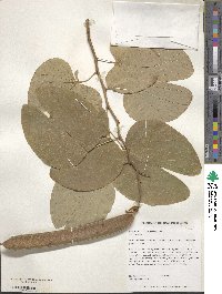 Bauhinia × blakeana image