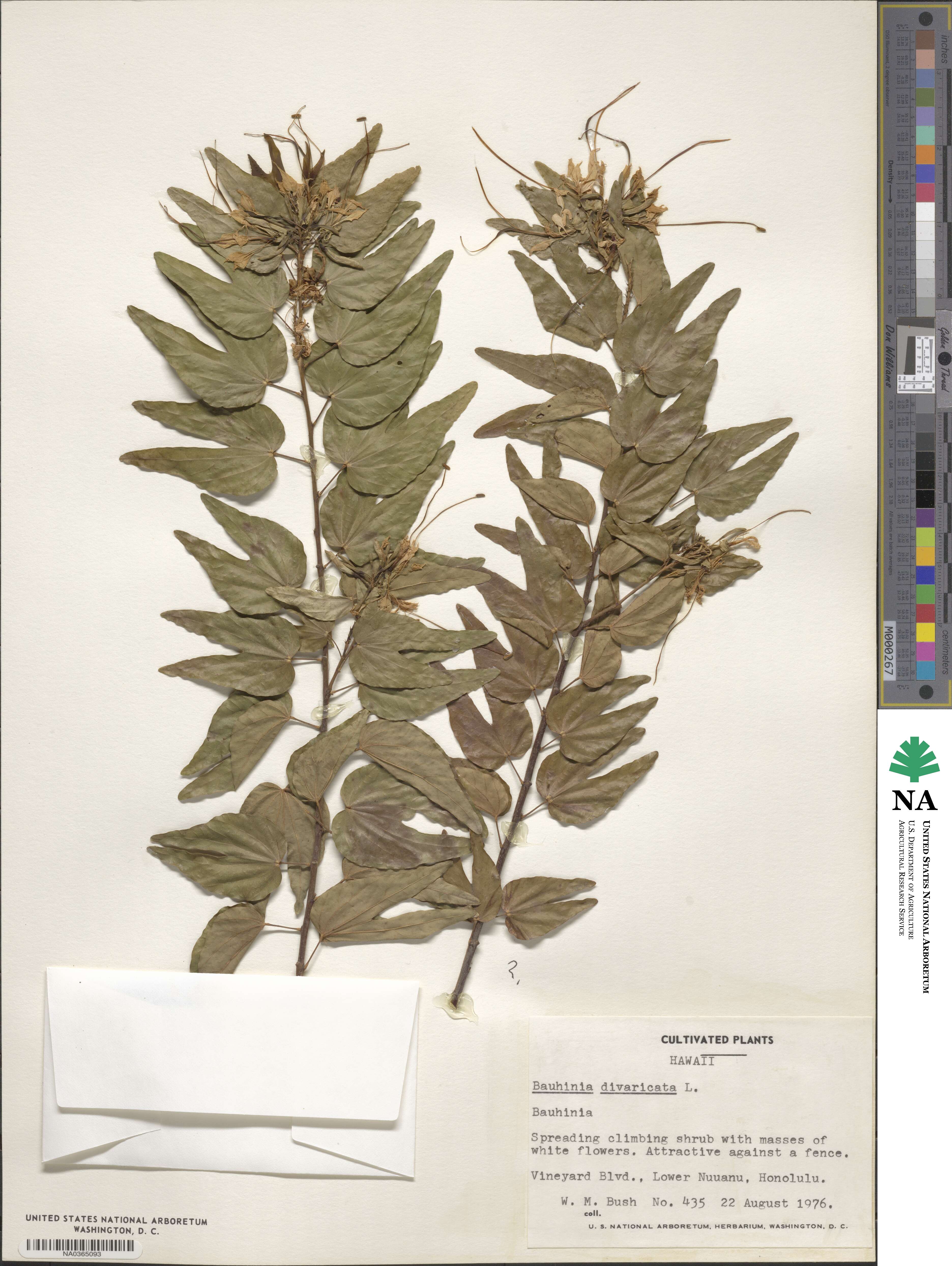 Bauhinia divaricata image