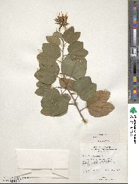 Bauhinia divaricata image