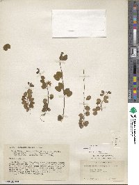 Bauhinia brachycarpa image