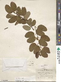 Bauhinia brachycarpa image