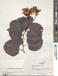 Phanera integrifolia image