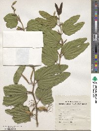 Bauhinia forficata image