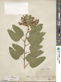 Bauhinia forficata image