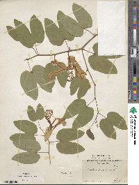 Bauhinia forficata image