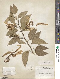 Bauhinia forficata image