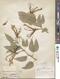 Bauhinia forficata image