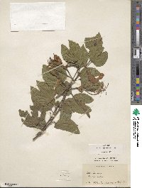 Bauhinia forficata image