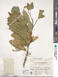 Bauhinia forficata image